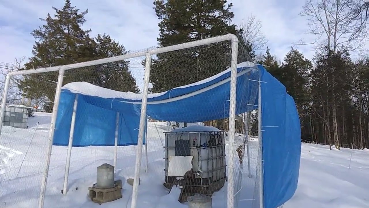 2026 01 30 What The Winter Storm Did To The Chicken Run