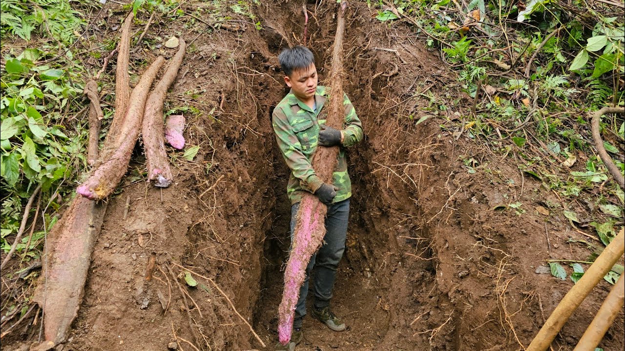 Zhao Ke was searching for wild potatoes and unexpectedly stumbled upon a giant potato nest!