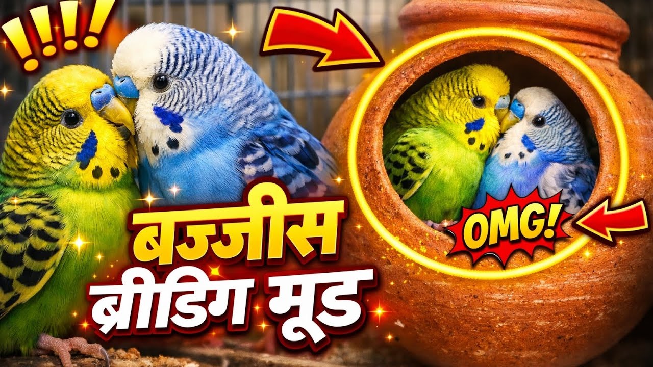 Budgies Breeding Mood 🥰 @birdskarnal-e6u#viral
