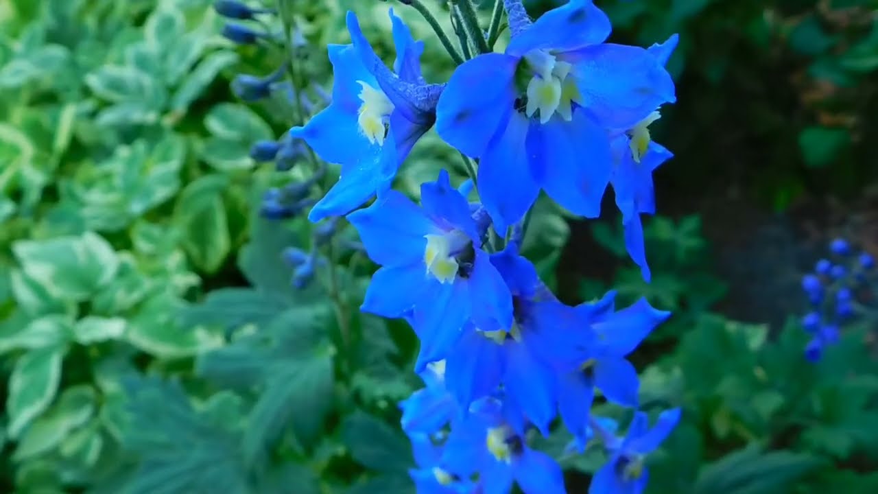 കള്ളത്തരം കയ്യോടെ പൊക്കി രാധിക #snehapoorvamshyama serial promo #varunradhika serial promo