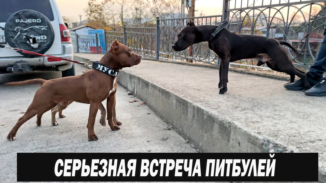 Встреча Питбулей Мусы и Зорро с Питомника Dragon Life на МОРЕ !!! Рич ( Зорро ) Родной брат Багиры.