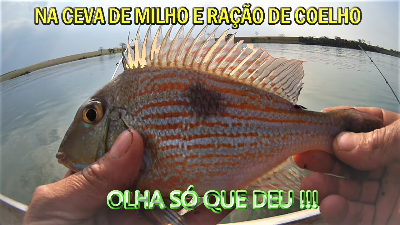 NA CEVA DE MILHO E RA&Ccedil;&Atilde;O DE COELHO , OLHA S&Oacute; QUE DEU !!!