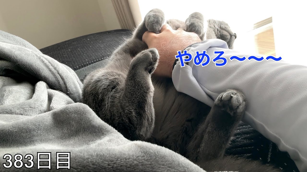 【スコ猫トト君】日向ぼっこ中のトト君に仕返しをしてみたら•••