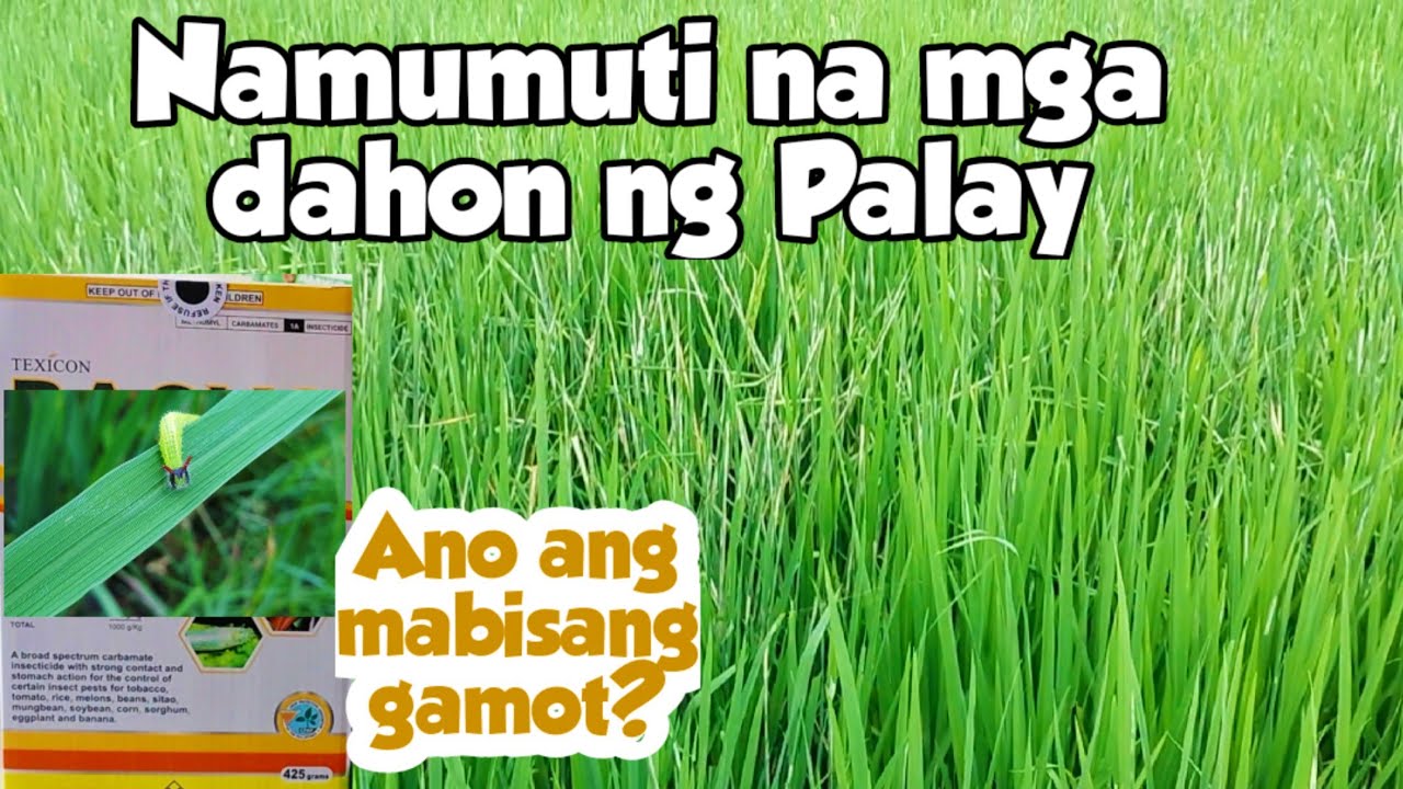 NAMUMUTI ANG MGA DAHON NG PALAY? l ALAMIN ANG DAHILAN AT ANG GAMOT l AgriCropsDoc