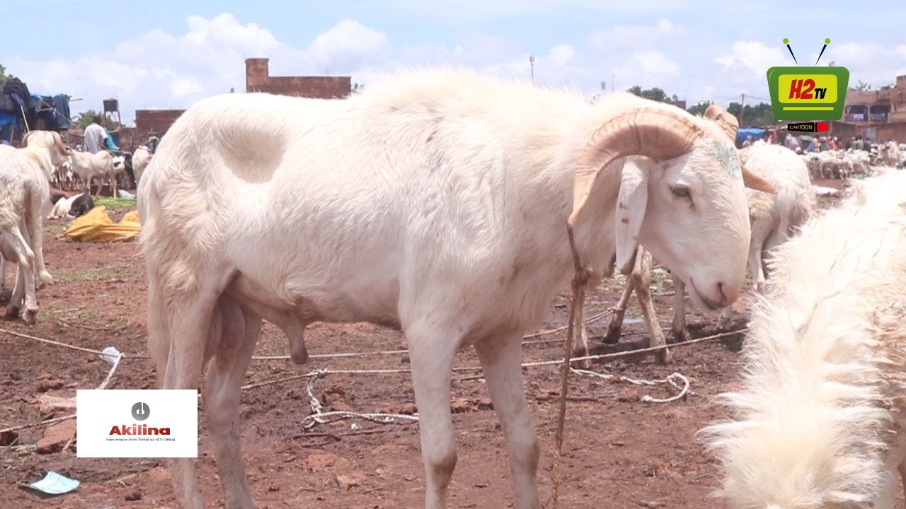 LE PRIX DU MOUTON A BAMAKO A L'APPROCHE DE LA FETE DE TABASKI PREVUE POUR LE VENDREDI 31 07 2020