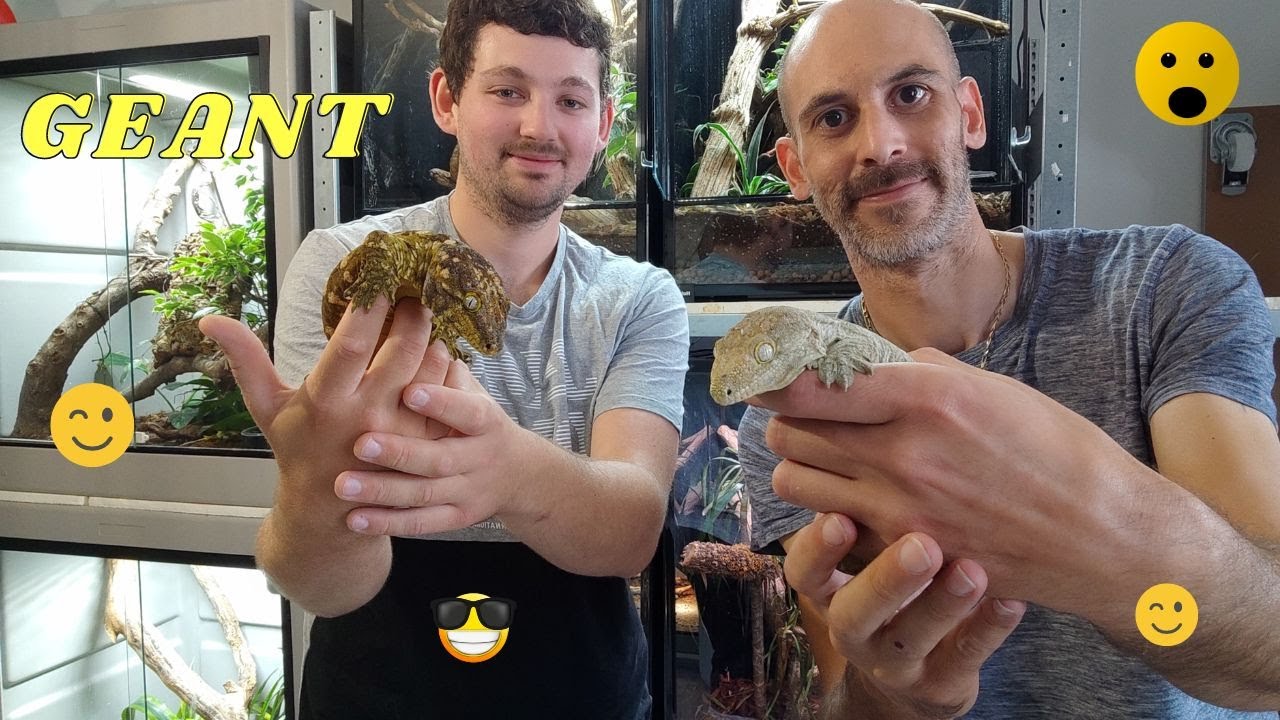 VISITE GECKO GEANT  Rhacodactylus leachianus chez Quentin #lézard #reptilelove