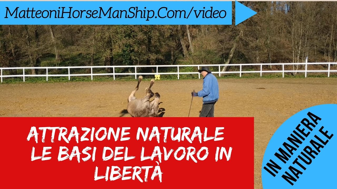 Attrazione naturale   le basi del lavoro in libertà