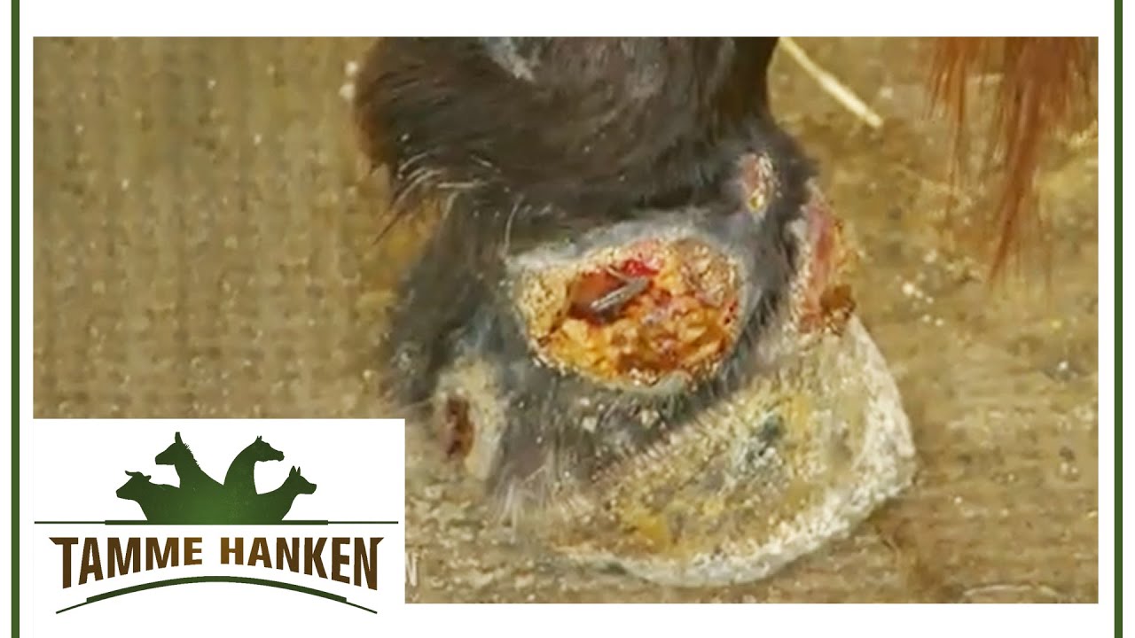 Milben im Pferd! Pferd hat entz&uuml;ndete & offene Stellen an den Hufen | Tamme Hanken | Kabel Eins