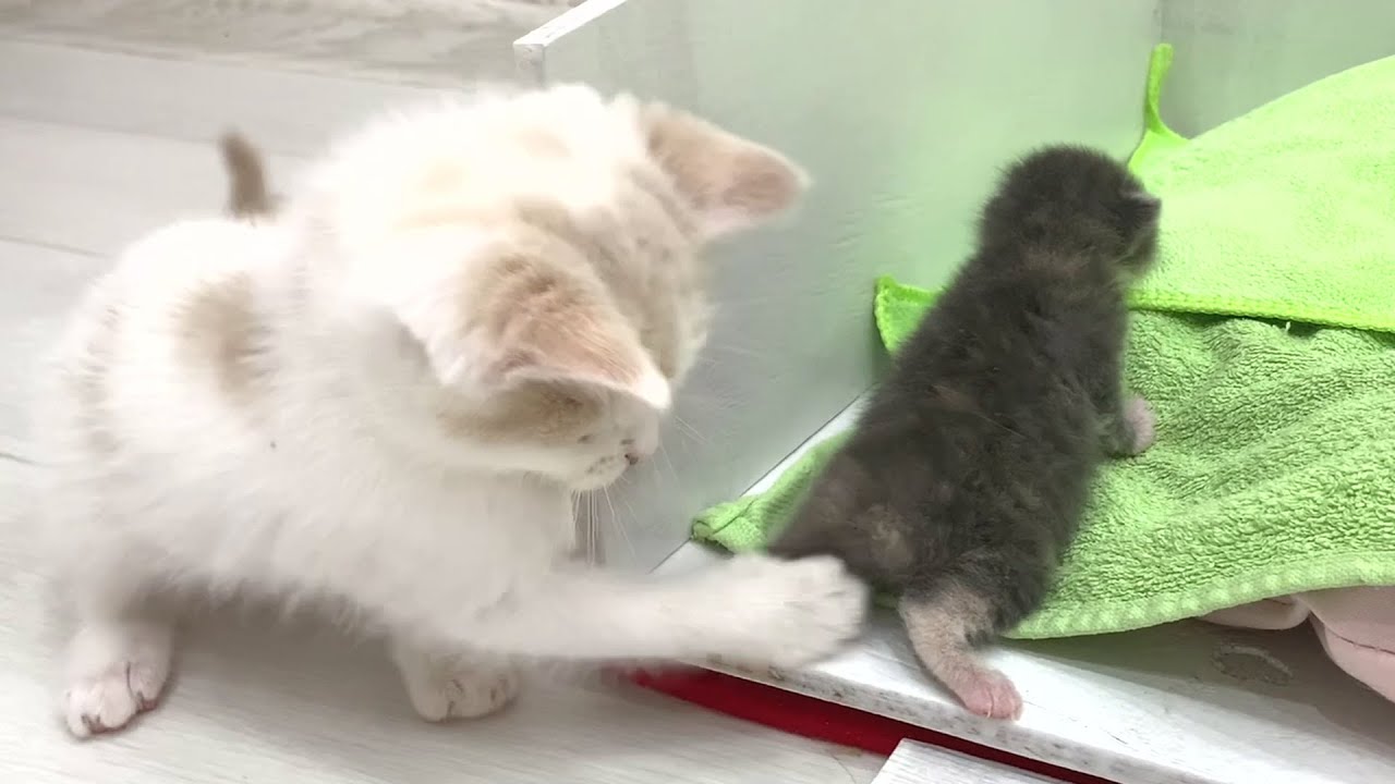 Маленький котенок потерялся, котята🐱 спешат на помощь