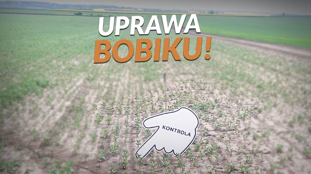Uprawa bobiku 🌱 | Agrarius