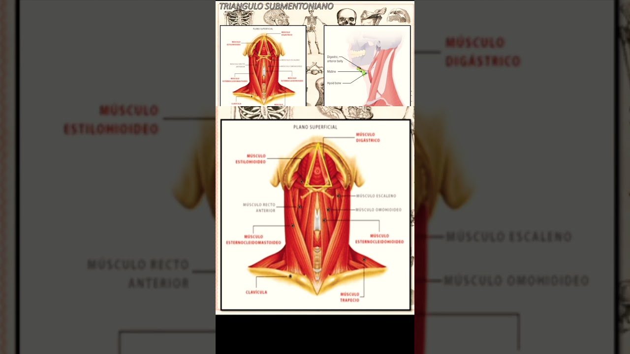Tri&aacute;ngulo Submentoniano y Submandibular - Anatomia Topografica