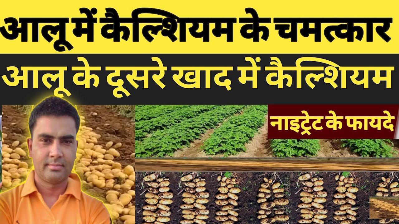 आलू में दानेदार कैल्सियम के चमत्कार | आलू में दानेदार कैल्शियम लगाने का सही समय | 
