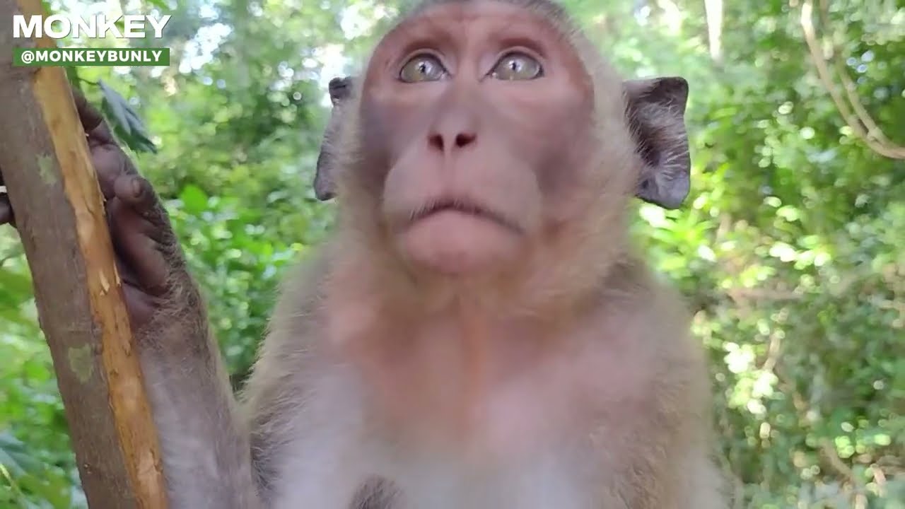 WOW, WOW, WOW, BABY MONKEYS | PLAYING TOGETHER AROUN THE TREE | MOHANOKOR GROUP