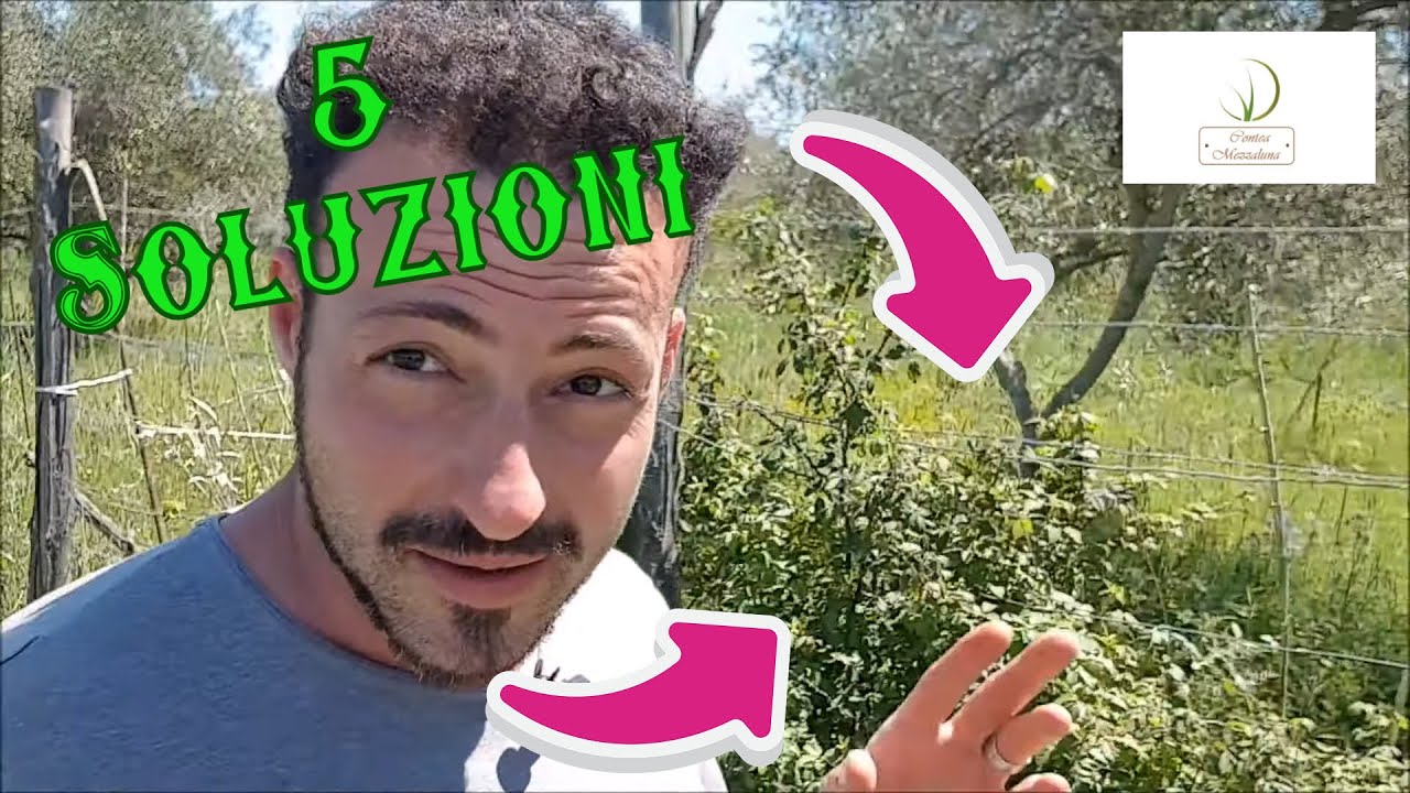 Come Risolvere il Problema dei Rovi