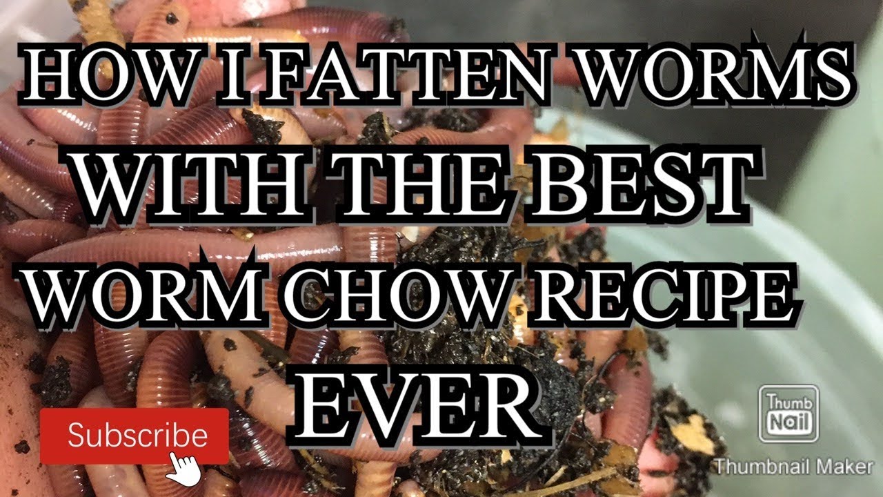 My Secret Worm Chow Recipe #Wormchow
