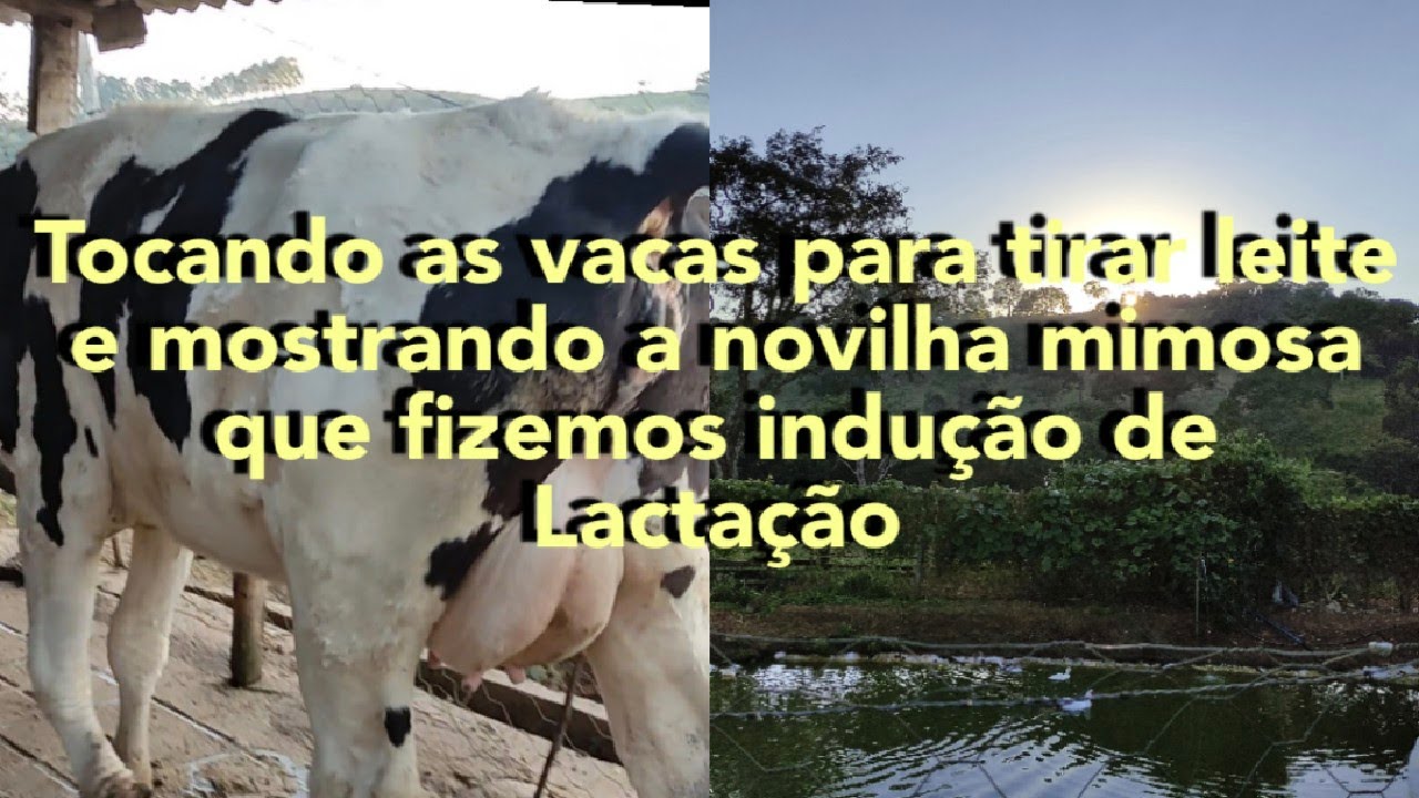 tocando as vacas e mostrando a novilha mimosa que fizemos indução de Lactação 🐄🐄