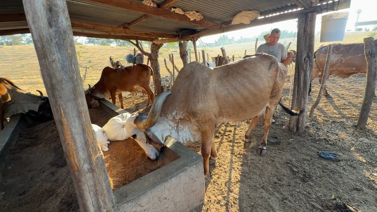Terminamos de vitaminar las vacas y esto le pusimos 