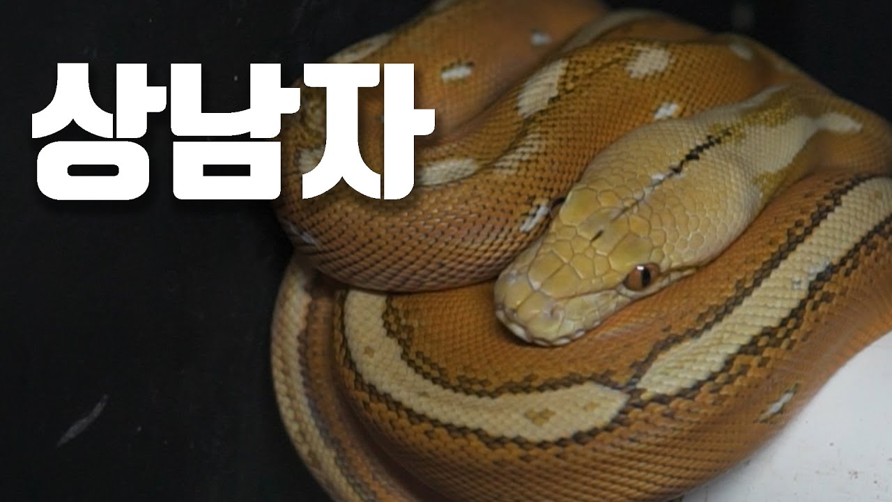 상남자의 파충류! 구리의 제이콥슨 렙타일 파충류 샵 방문