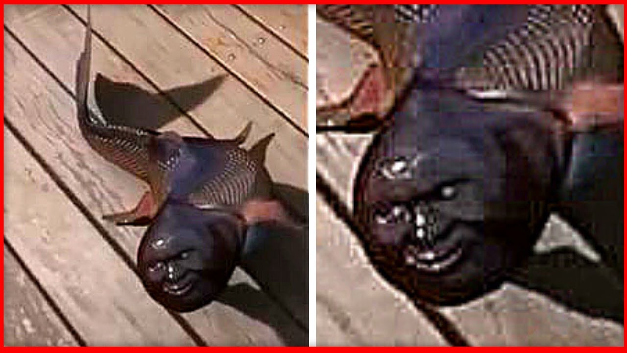 10 Peces M&aacute;s Extra&ntilde;os Escondidos En el Fondo Del Oc&eacute;ano 😨