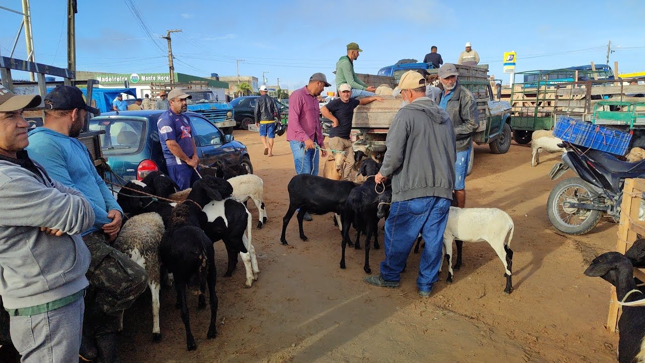 Feira de Ovino e Porco Posto Alto da Serra-PE 22/02/26