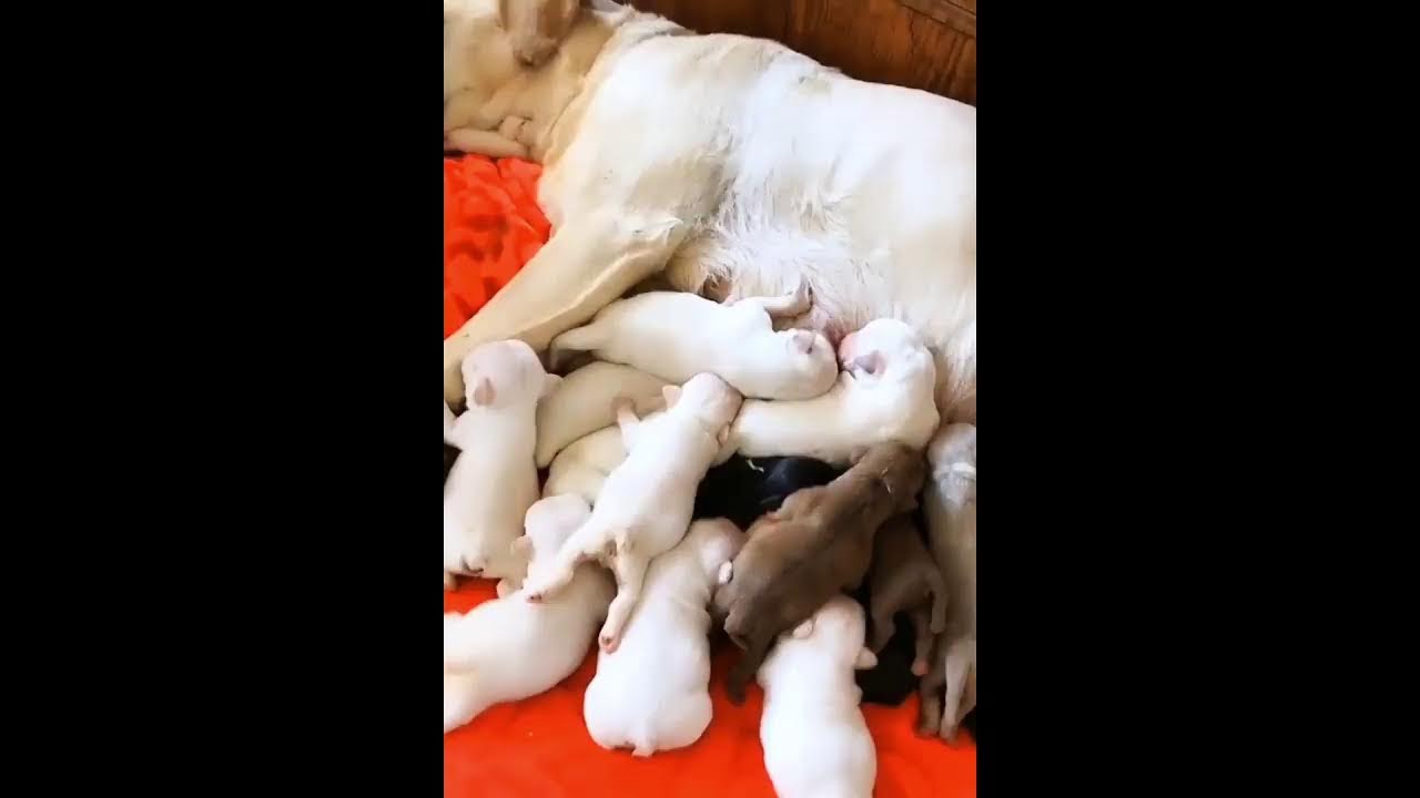 Dogbaby100k Live Stream