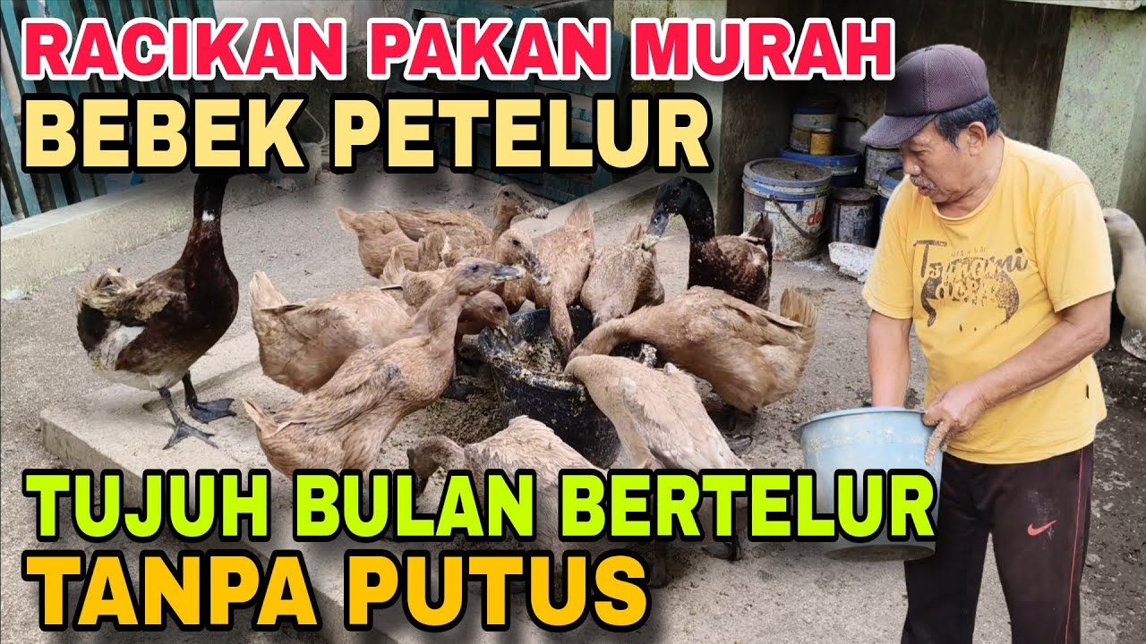 Pakan Murah Untuk Bebek Petelur Rumahan || BERTELUR 7 BULAN