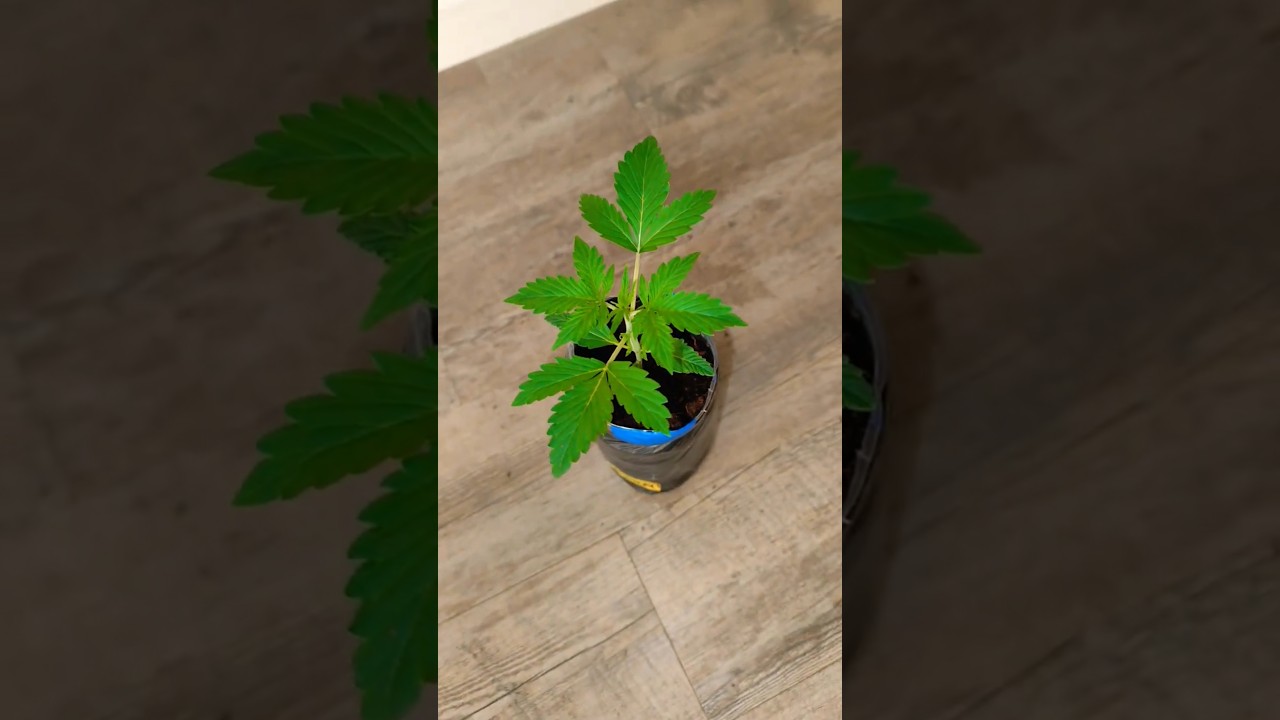 Mini Grow 🌿 0.5 L Bottle 🍼 look if we get it like in the last Pic 🧐 #youtubeshorts #shorts #mini