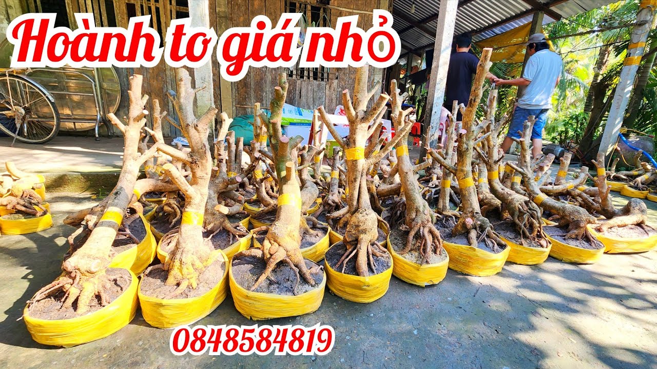 14/1 A Tú 0848584819 gl lô phôi mai giảo bonsai hoành to đẹp giá nhỏ |MaivàngThanhTâm