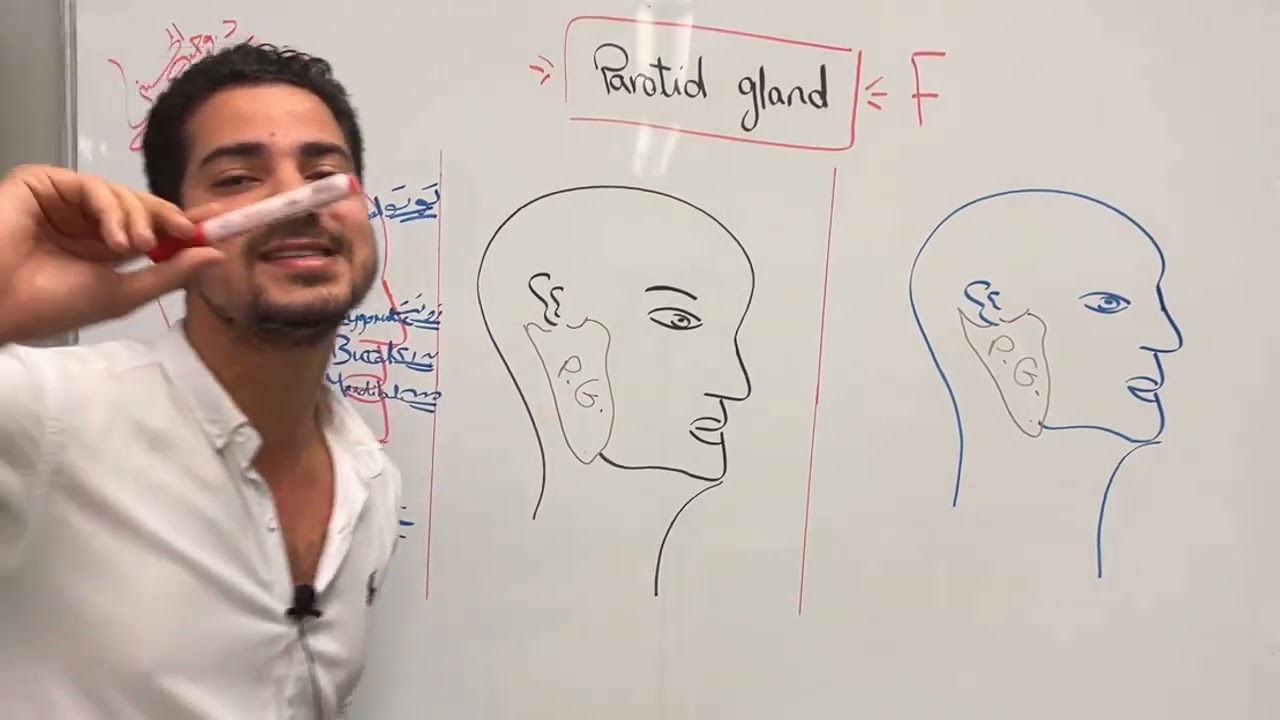 parotid gland 2 (Dr. Wagih El-Husseiny).