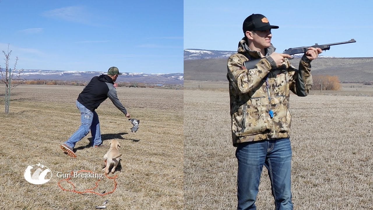 DIY Retriever Training 3 Gun Breaking