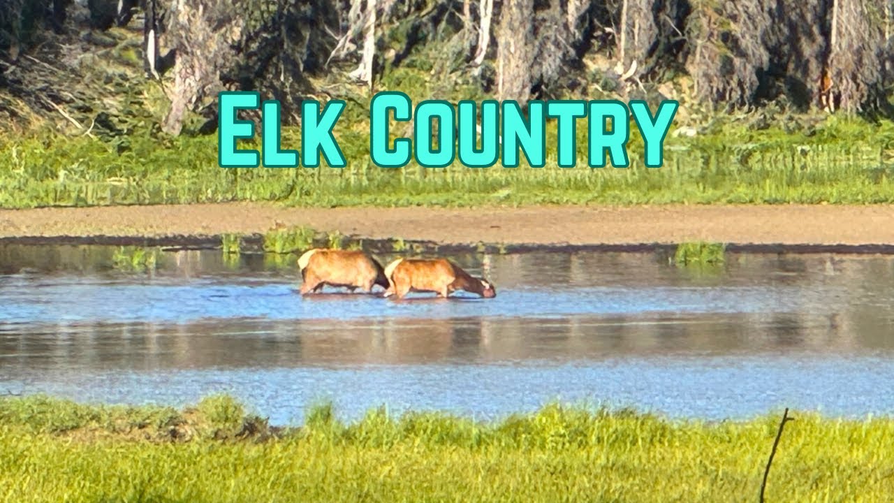 High Lakes and Huge Elk: A Backpacking Trout Fishing Paradise