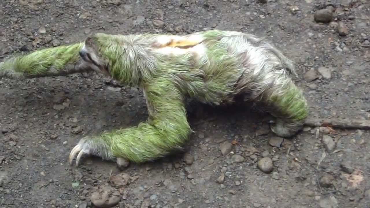 3 toed sloth walking
