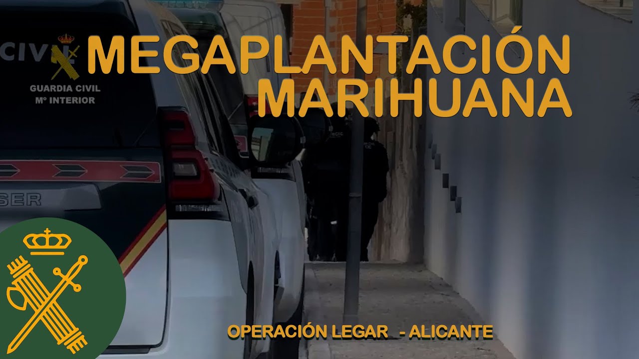 Desmantelada una gran plantación de marihuana oculta en una vivienda de Busot