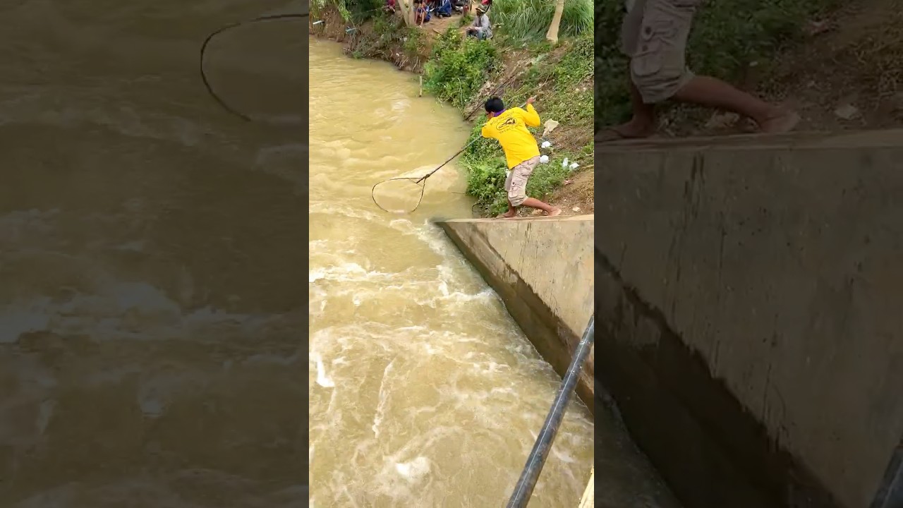 Real Life 100% Net Fishing In River At The Countryside (Part 1347) #fishing #fish #new