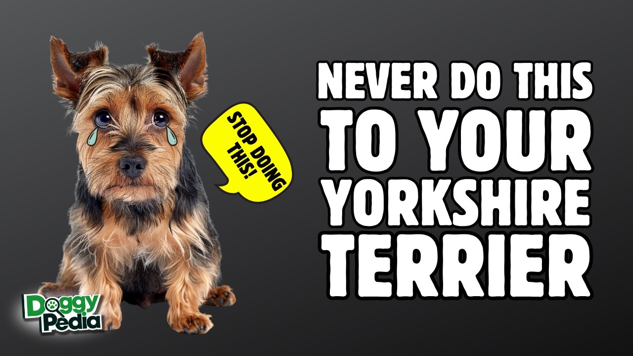 8 Things You Must Never Do To Your Yorkshire Terrier