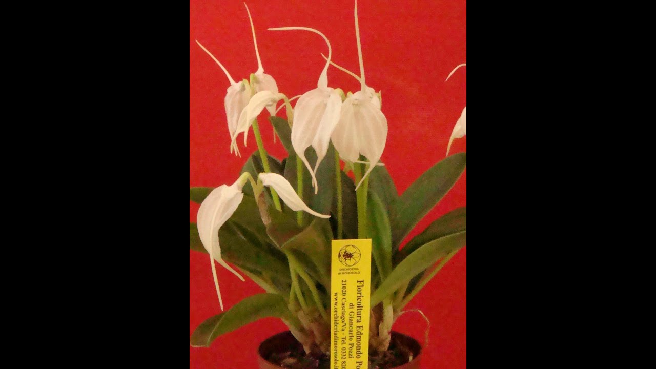 Masdevallia tovarensis