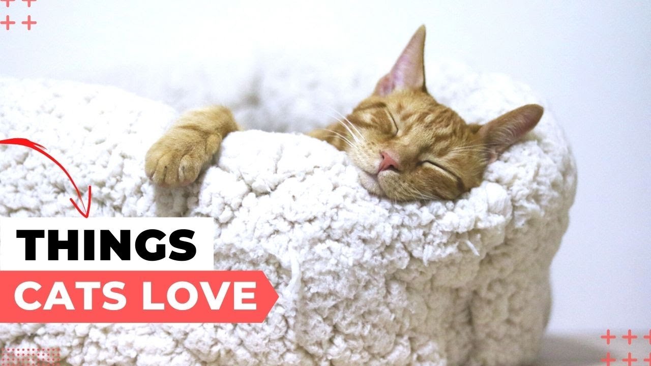 Things Cats Love Most!
