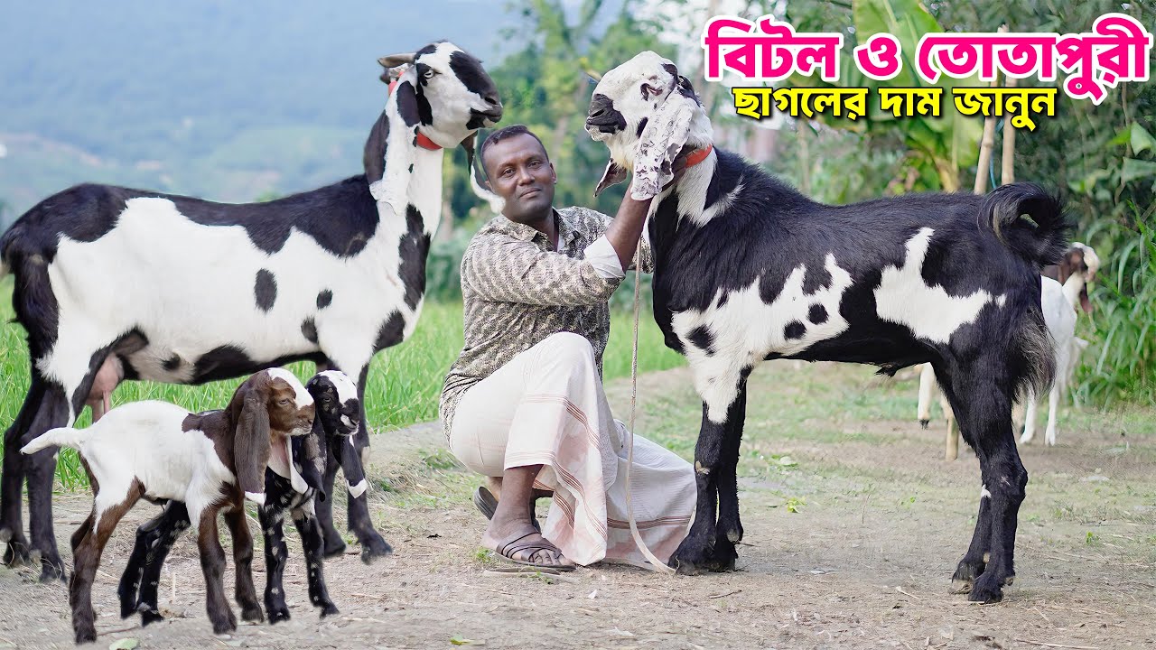বিটল ও তোতাপুরী যমুনাপারী ছাগলের দাম জানুন Beetal Goat