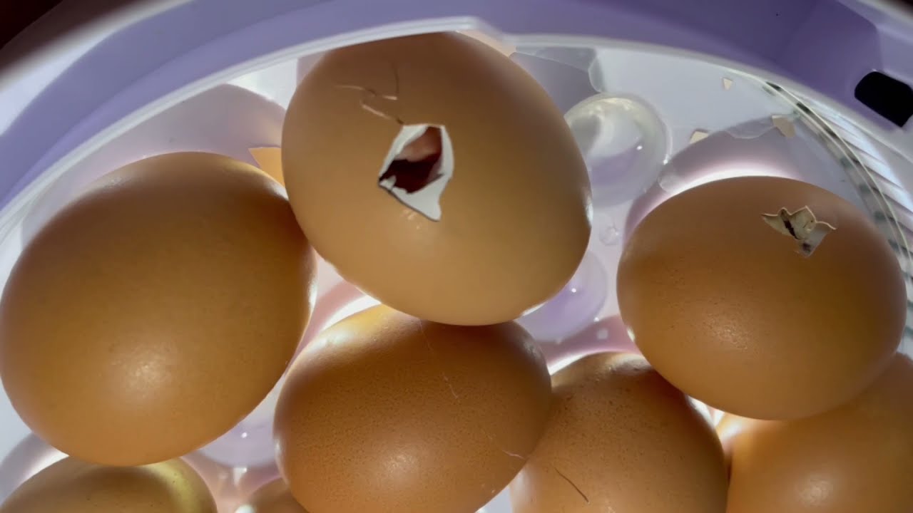 鶏の卵9個孵卵器に入れてみた🐣はじめての孵化に挑戦🐥