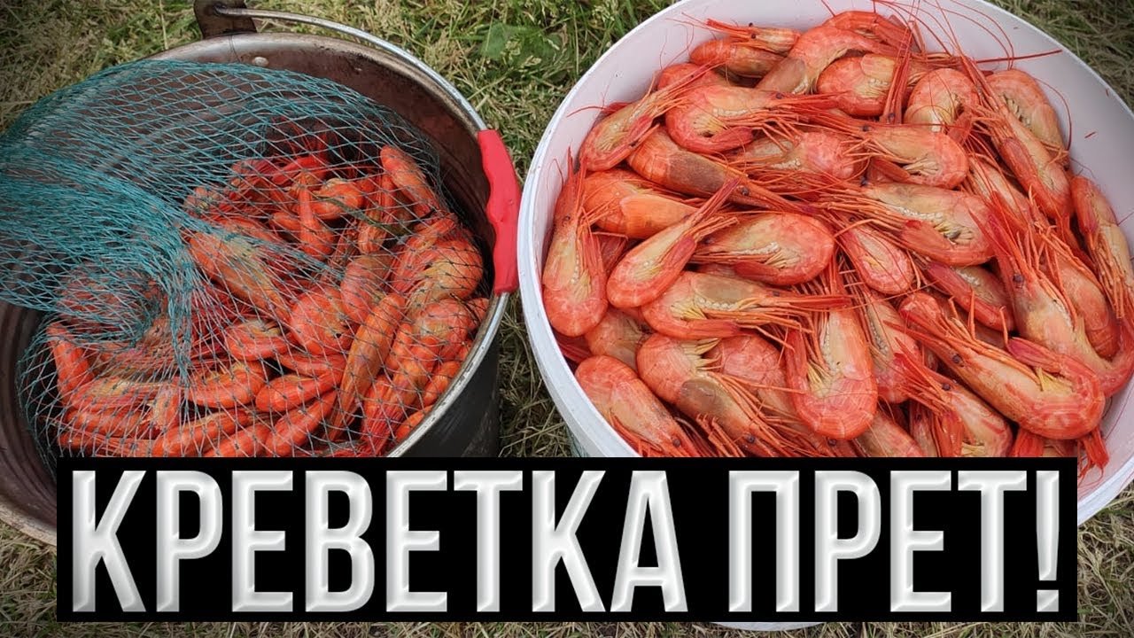 Креветка прет! Новые ловушки