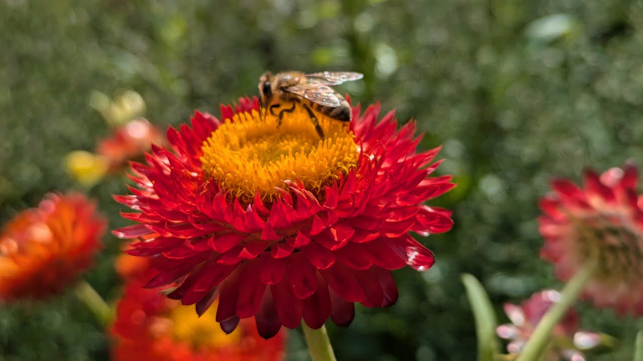 Ein sonniger Tag im Loki-Schmidt-Garten