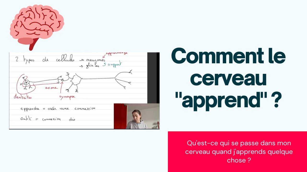 Que se passe-t-il dans le cerveau quand on apprend ?