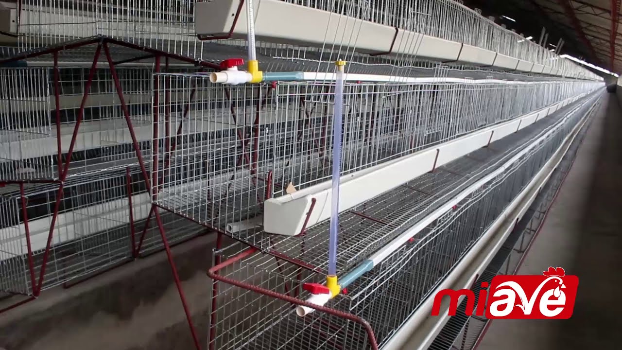 JAULAS PARA GALLINAS DE POSTURA