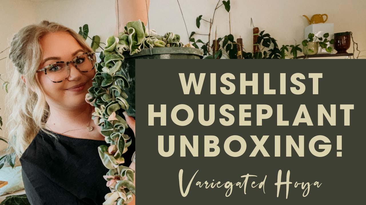 Wishlist Houseplant Unboxing! | Uncommon Large Variegated Hoya