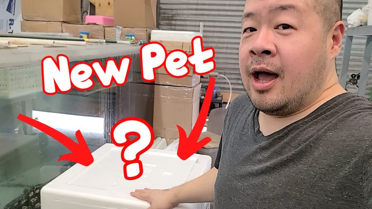 New Pet for Predatory Fins - What Could it be?