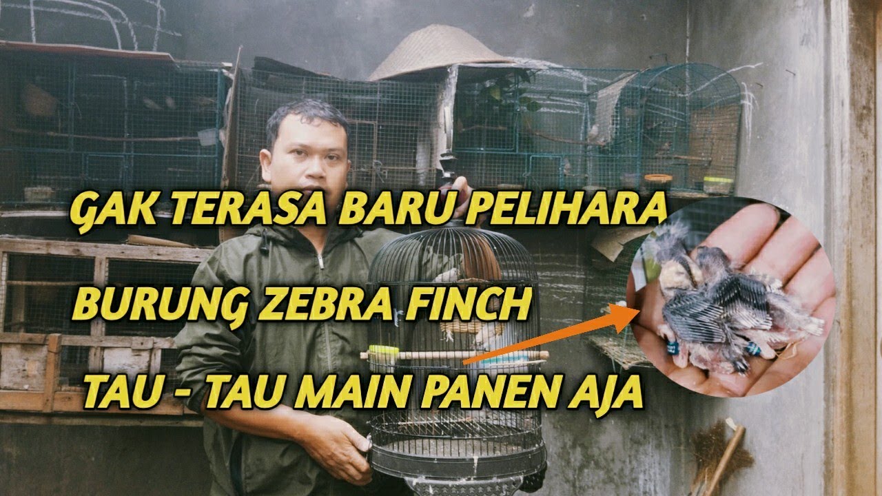 Mudahnya beternak zebra finch