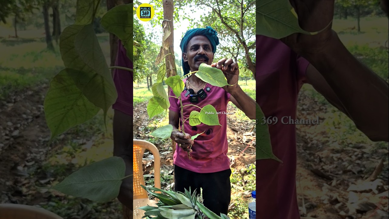நாம் அறியாத அரச மரத்து இலையின் பயன்கள் | shorts video