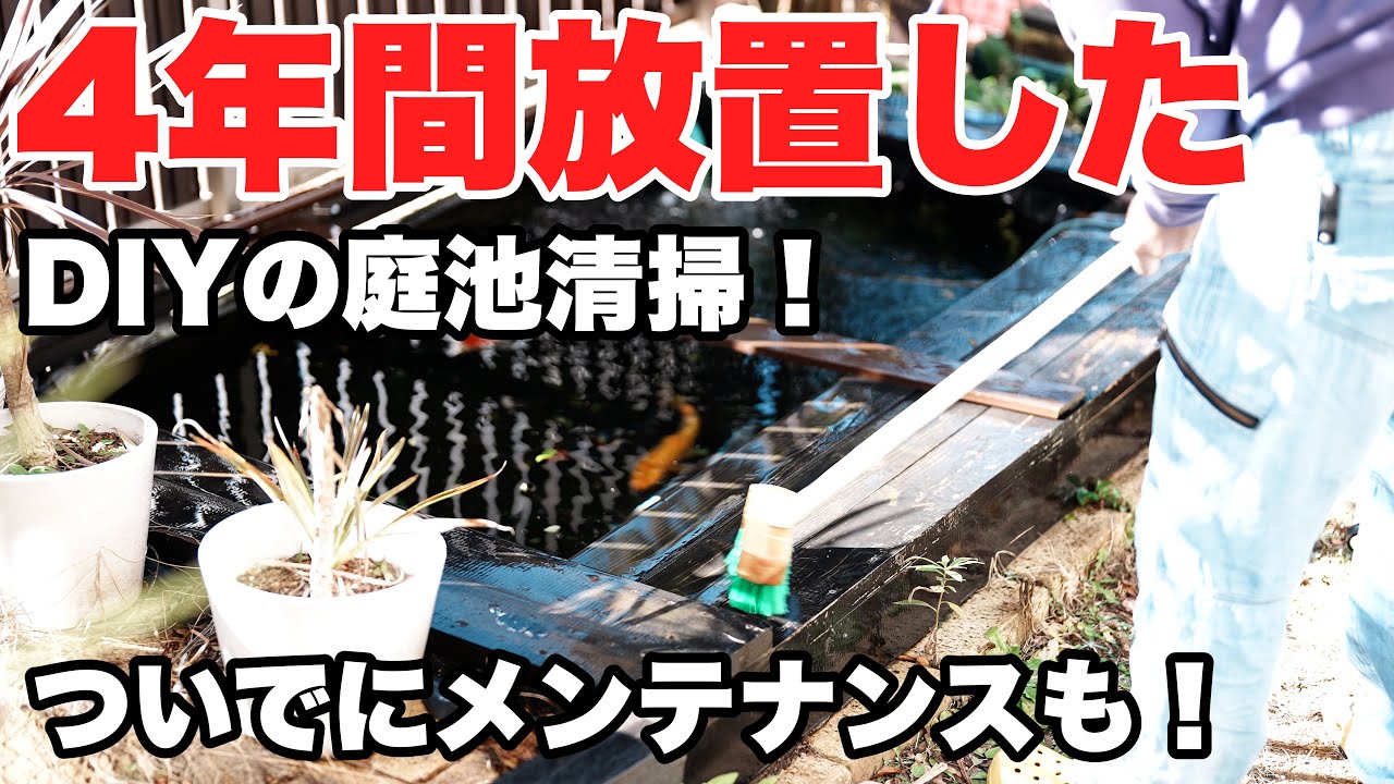 4年近く放置していたDIYの庭池の掃除とメンテナンスしていくよ！　庭池　koi nishikigoi