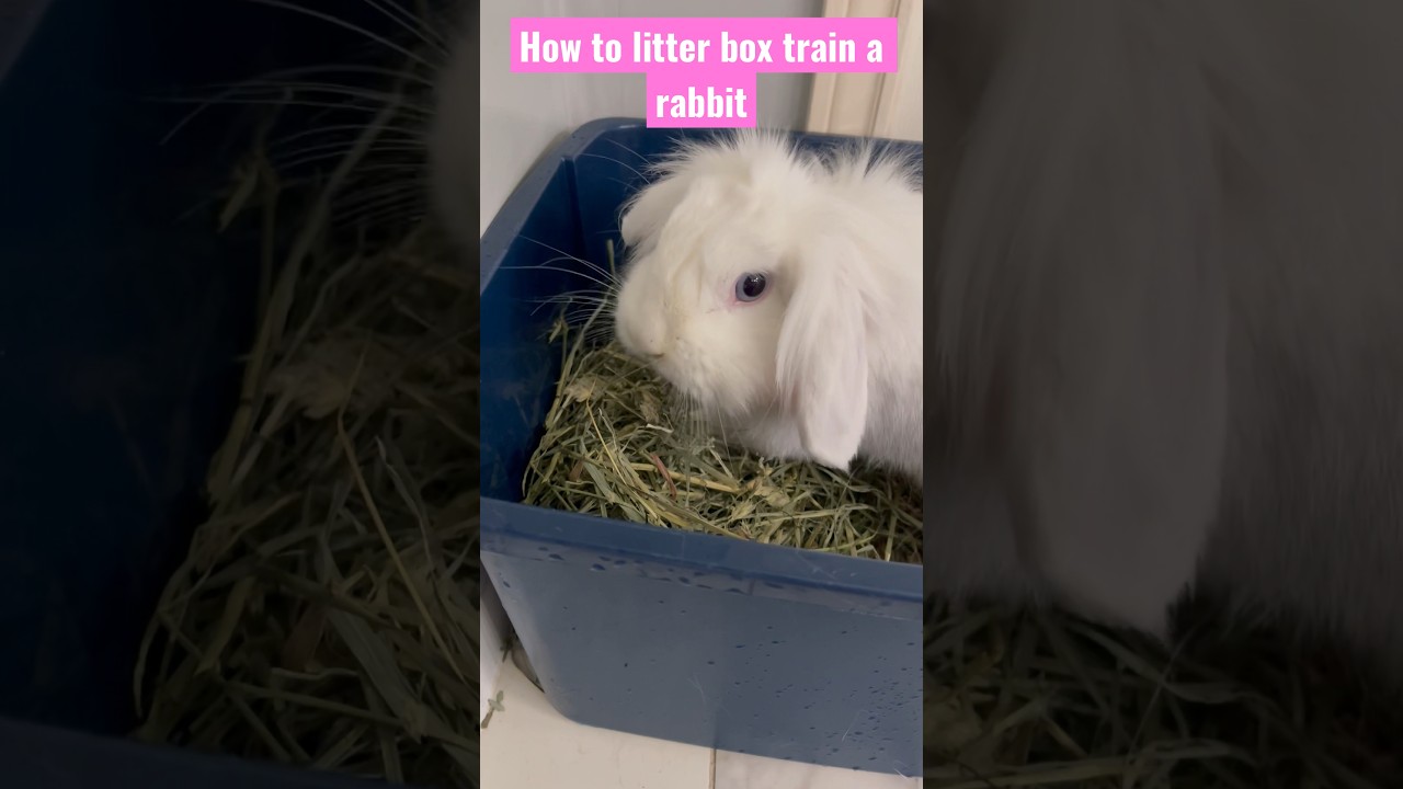 How to Litter Box Train a Rabbit #shorts #rabbit #pets