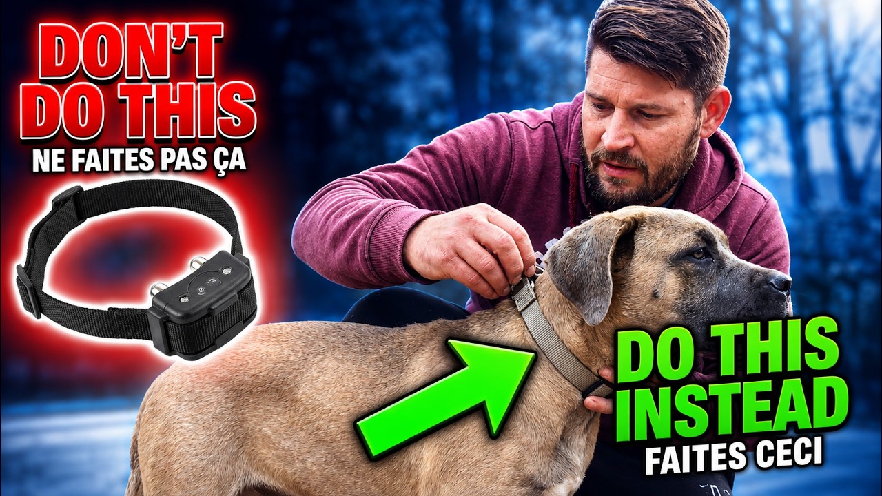 Comment éduquer un chiot Molosse agressif  Cane Corso ? Eric Tramson/Educateur canin en France